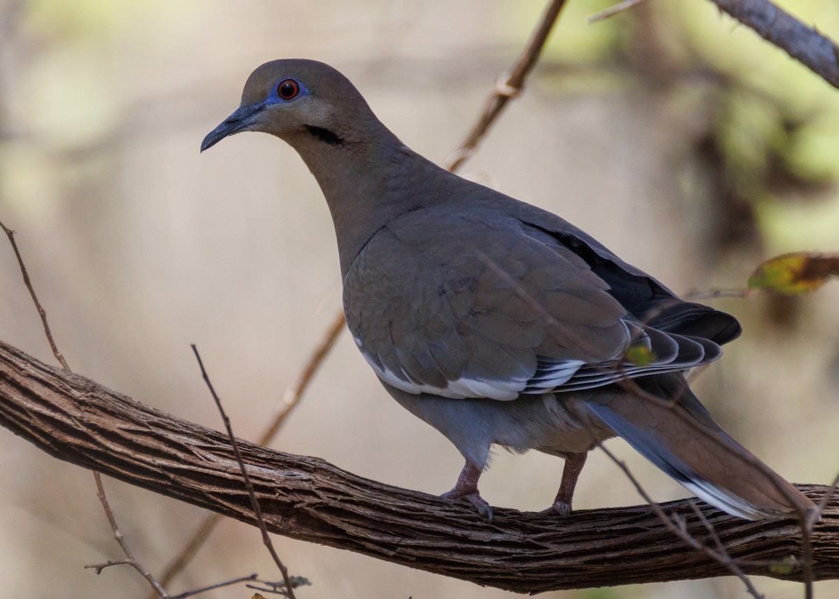 White-winged Dove - ML647494126