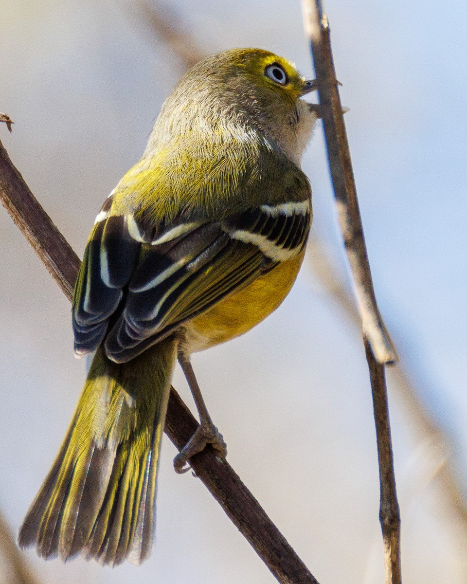 White-eyed Vireo - ML647494128