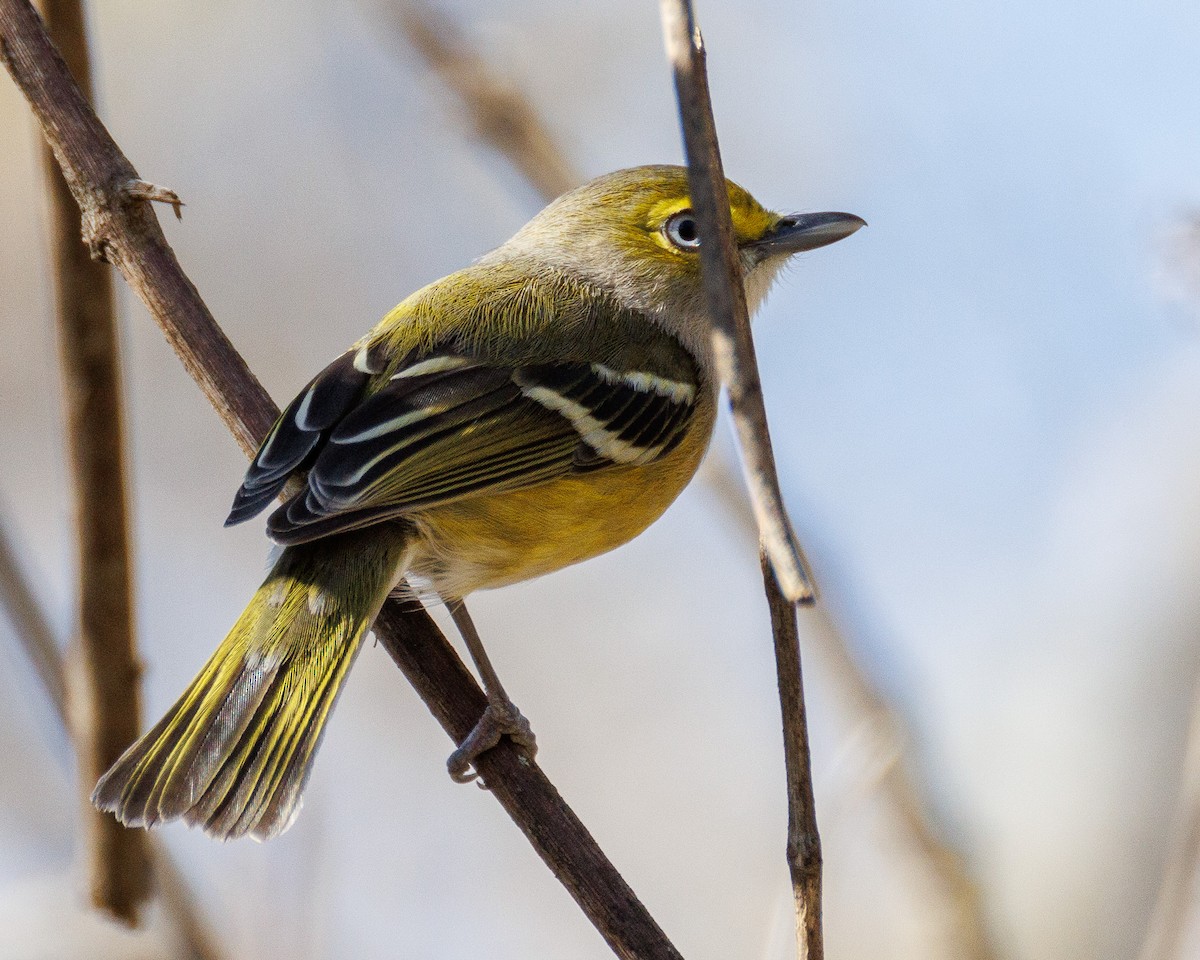 White-eyed Vireo - ML647494129