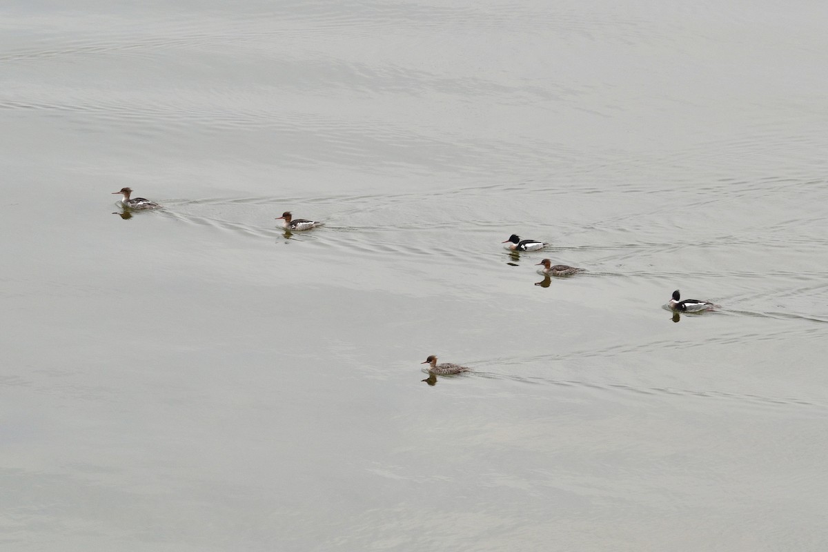 Red-breasted Merganser - ML647494142