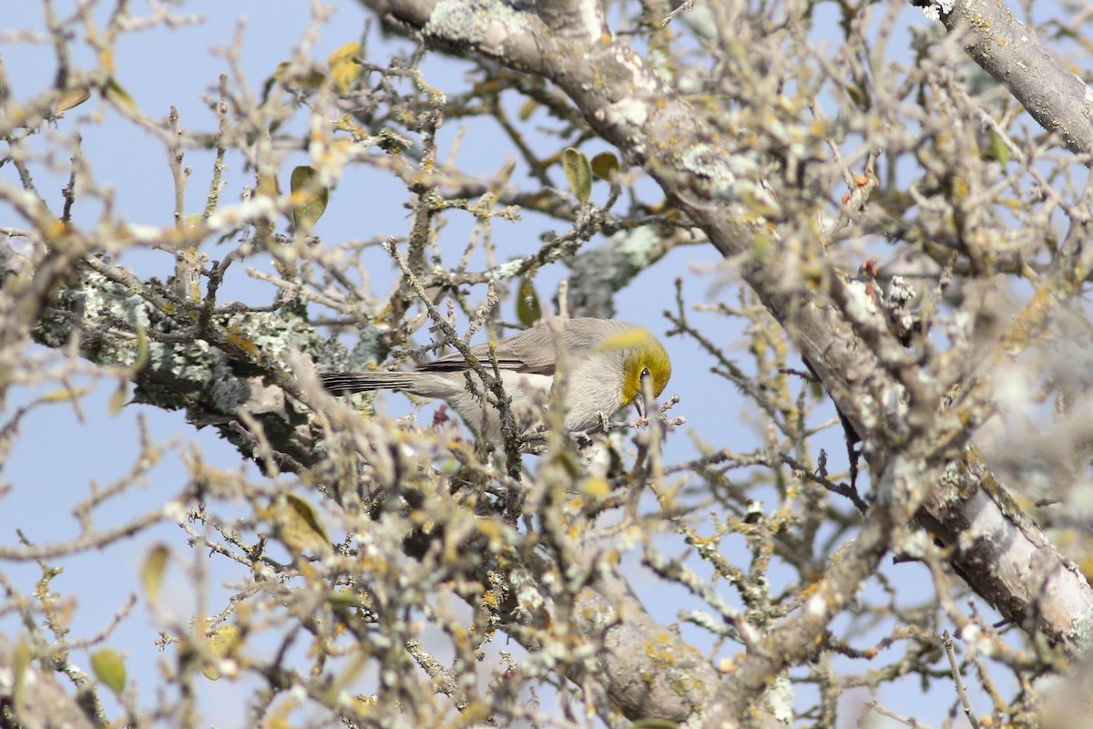 Verdin - ML647494144