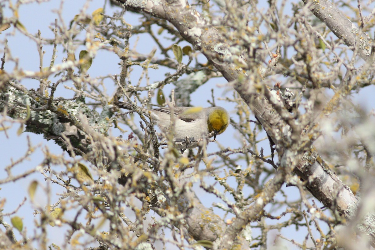 Verdin - ML647494145