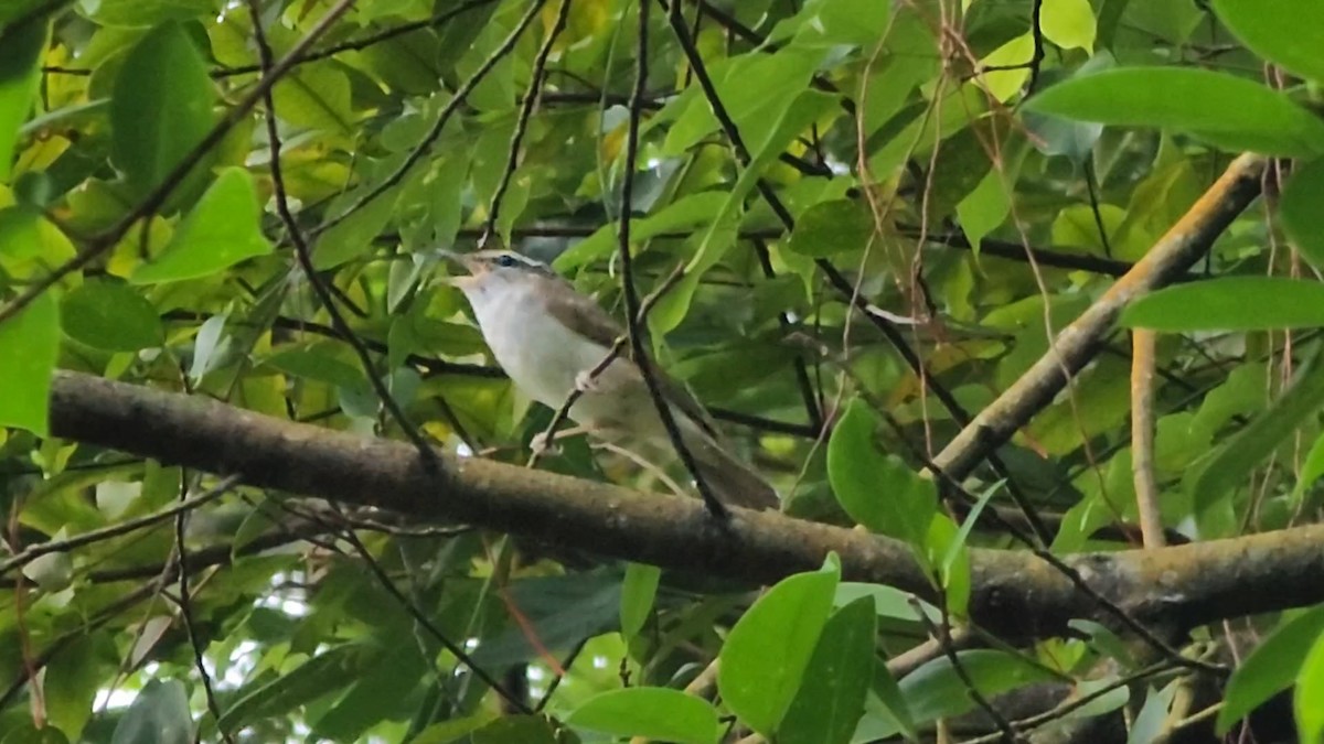 Sakhalin Leaf Warbler - ML647494147