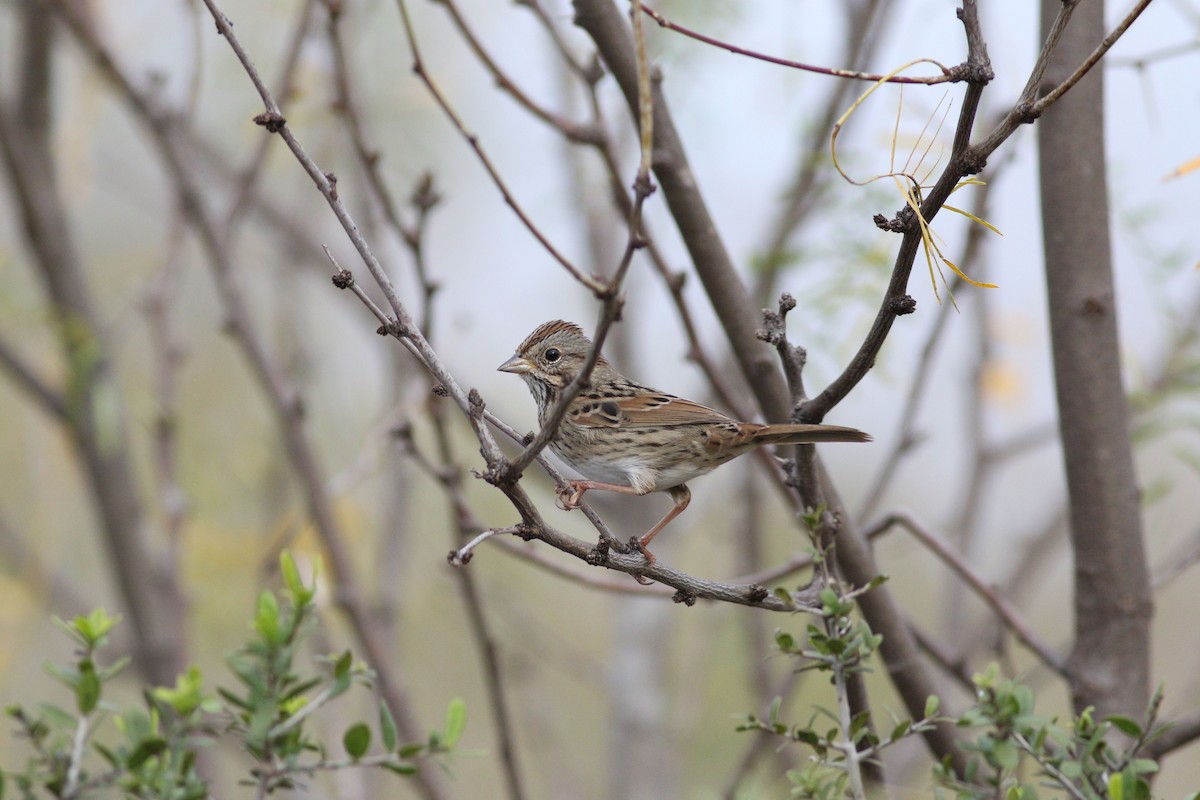 strnadec pruhohlavý - ML647494151