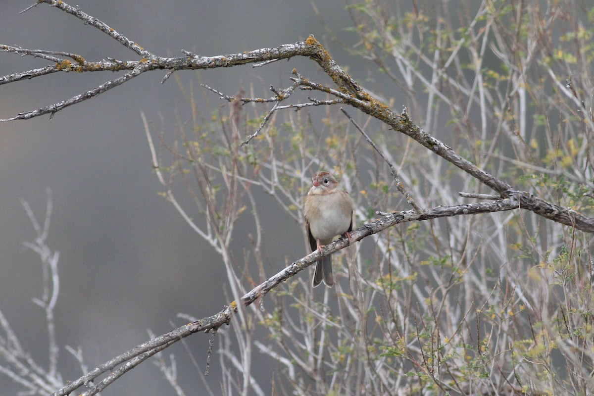 Field Sparrow - ML647494152