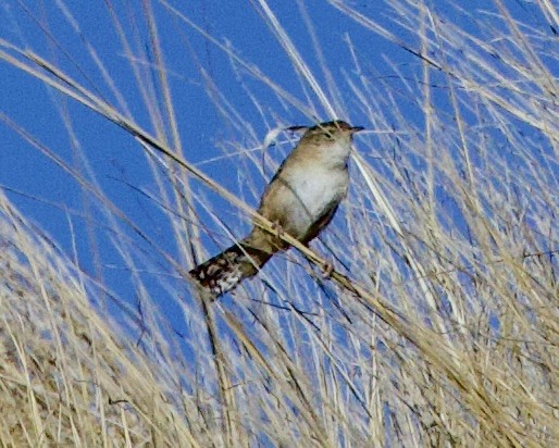 Grass Wren - ML647494160