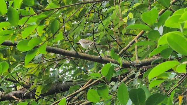 Sakhalingo txioa - ML647494162