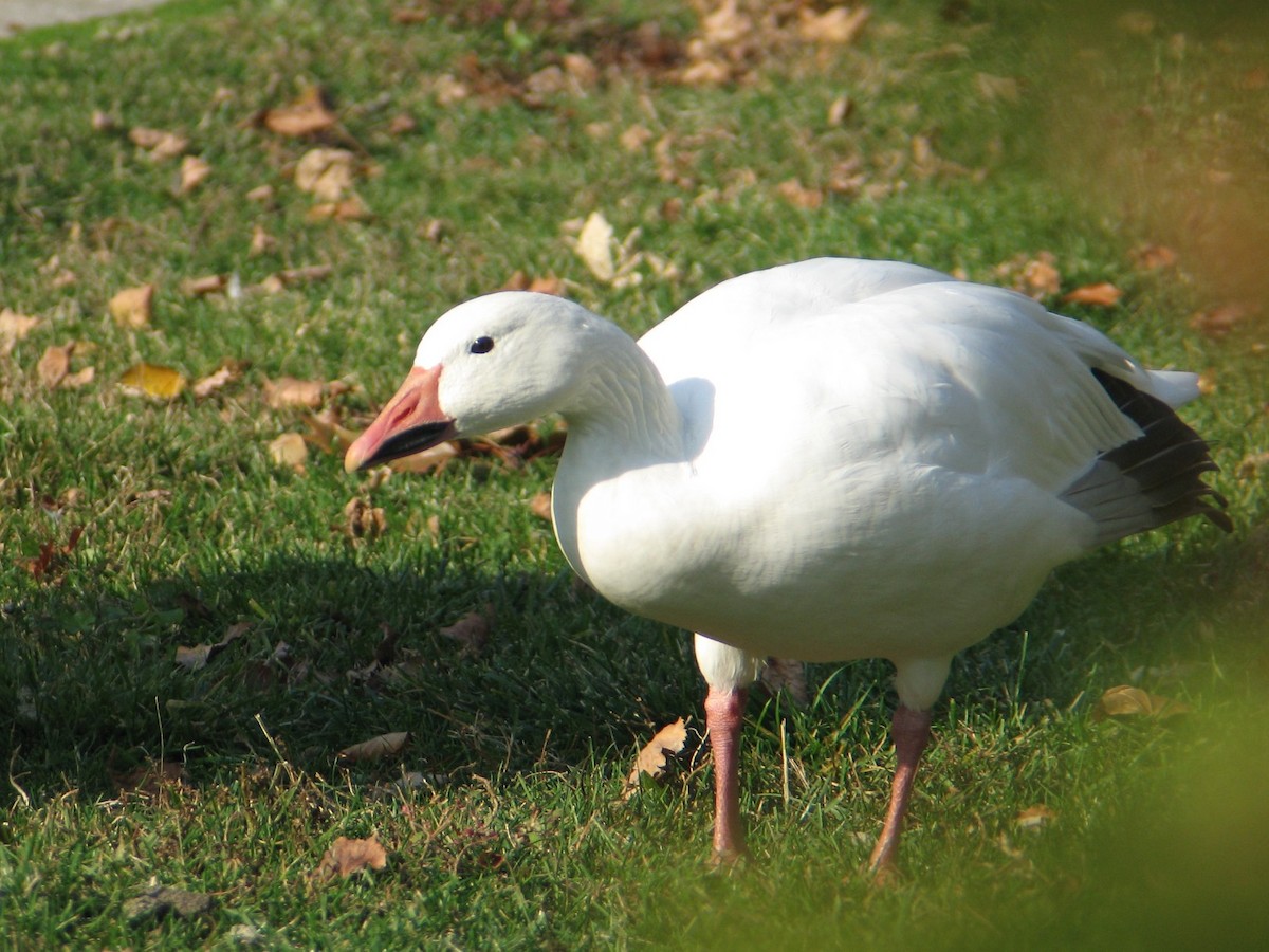 Ánsar Nival - ML647494163