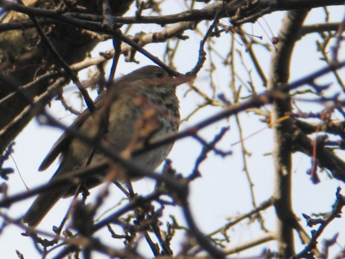 Zorzalito Colirrufo - ML647494164