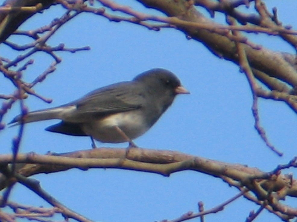 Junco Ojioscuro - ML647494165
