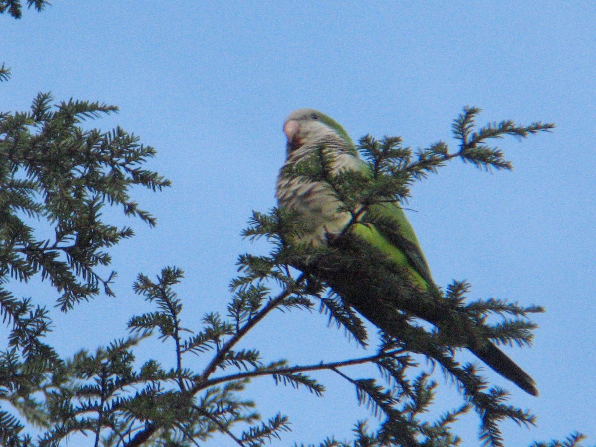 Mönchssittich - ML647494166