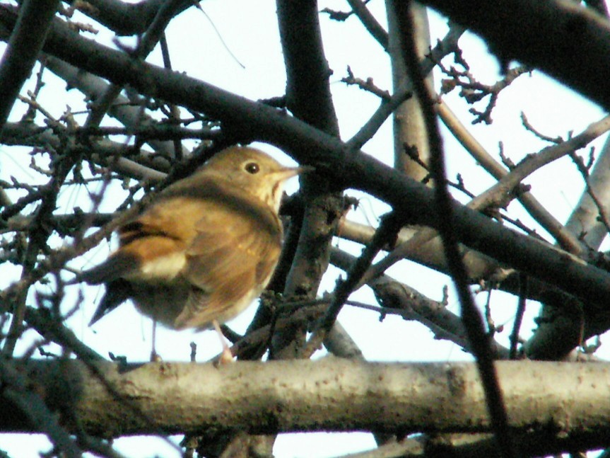 קיכלי חלוד-זנב - ML647494167