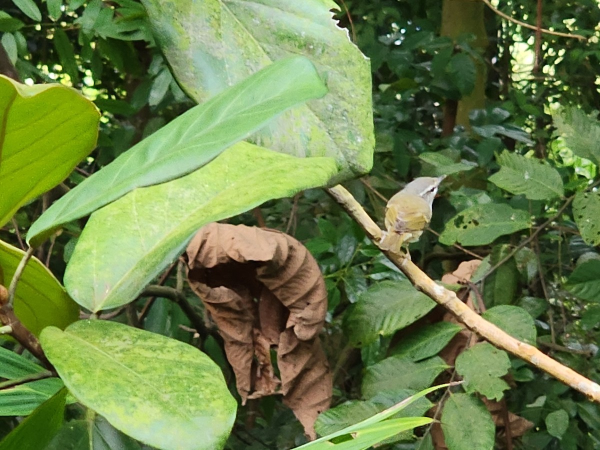 Sakhalin Leaf Warbler - ML647494177