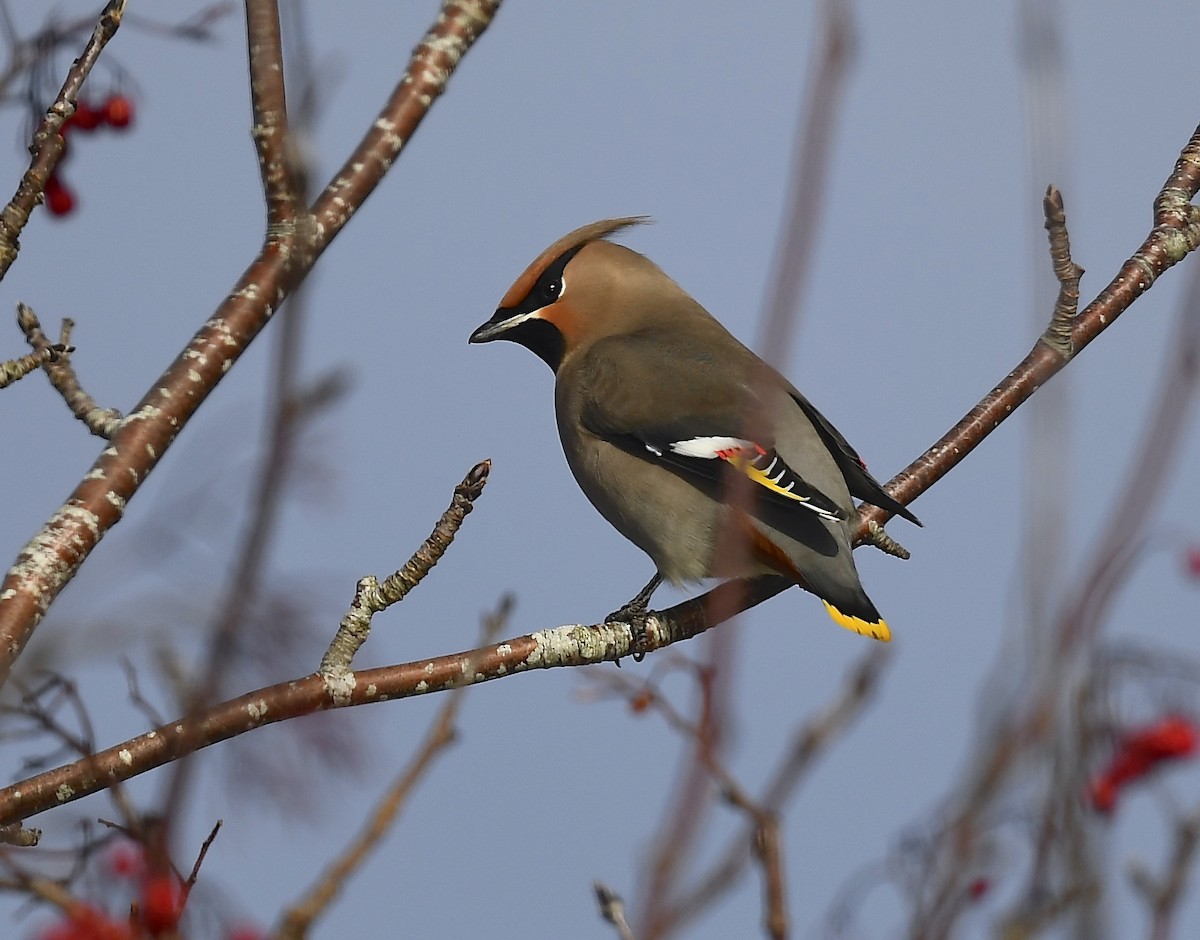 黃連雀 - ML647494205