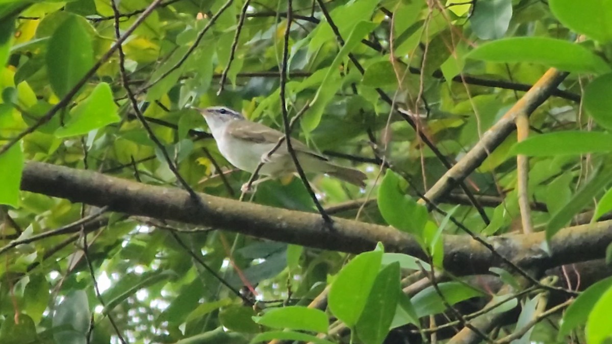 Sakhalin Leaf Warbler - ML647494208