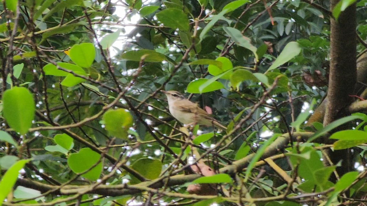 Sakhalin Leaf Warbler - ML647494217