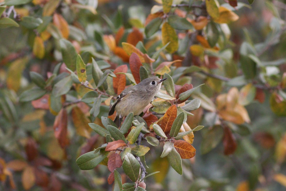 Ruby-crowned Kinglet - ML647494238