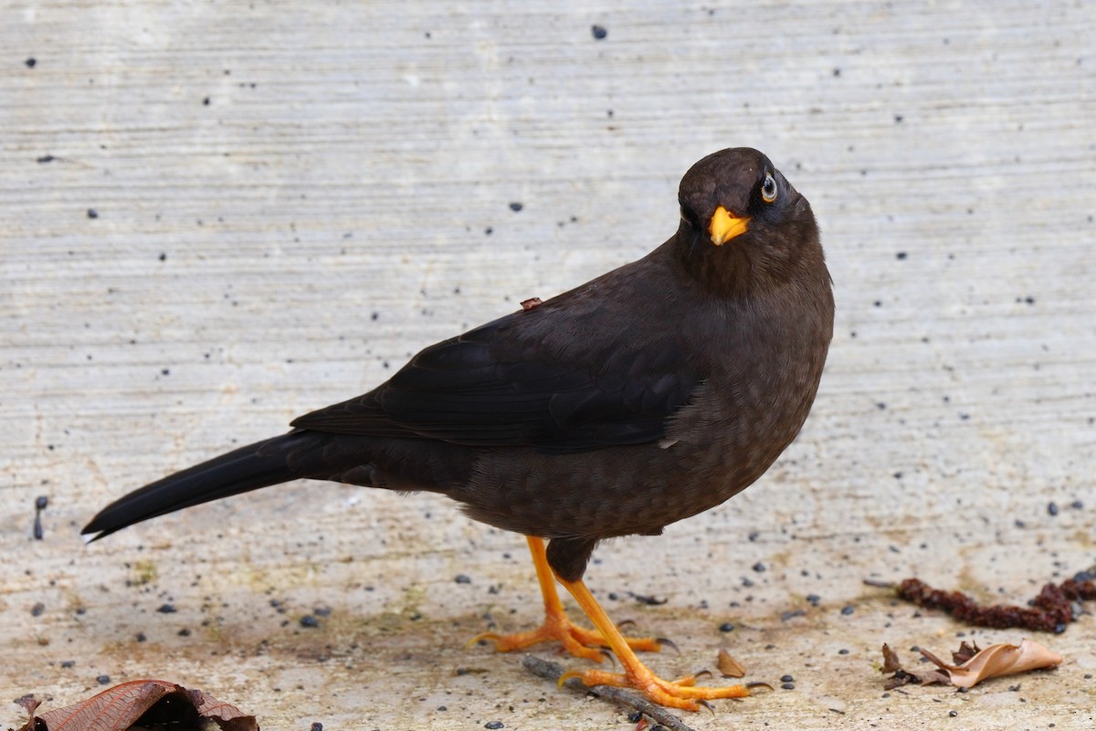Sooty Thrush - ML647494253