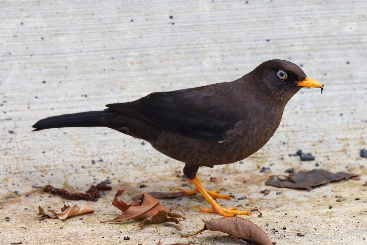Sooty Thrush - ML647494254