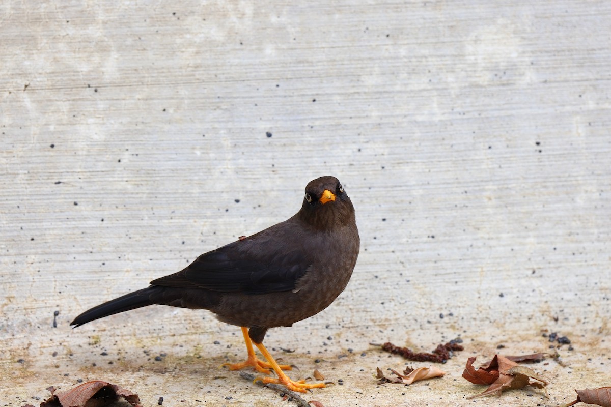 Sooty Thrush - ML647494255
