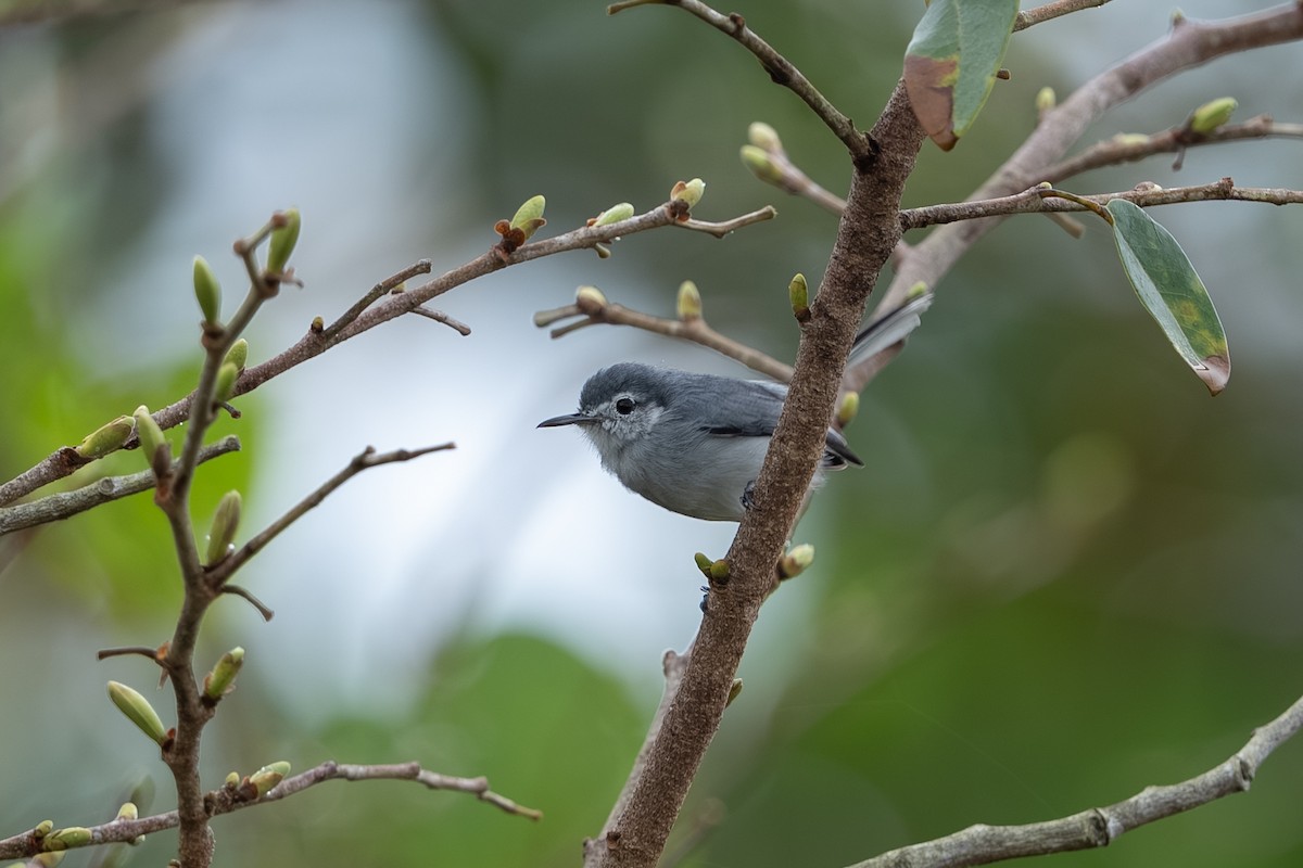 White-browed Gnatcatcher - ML647494279