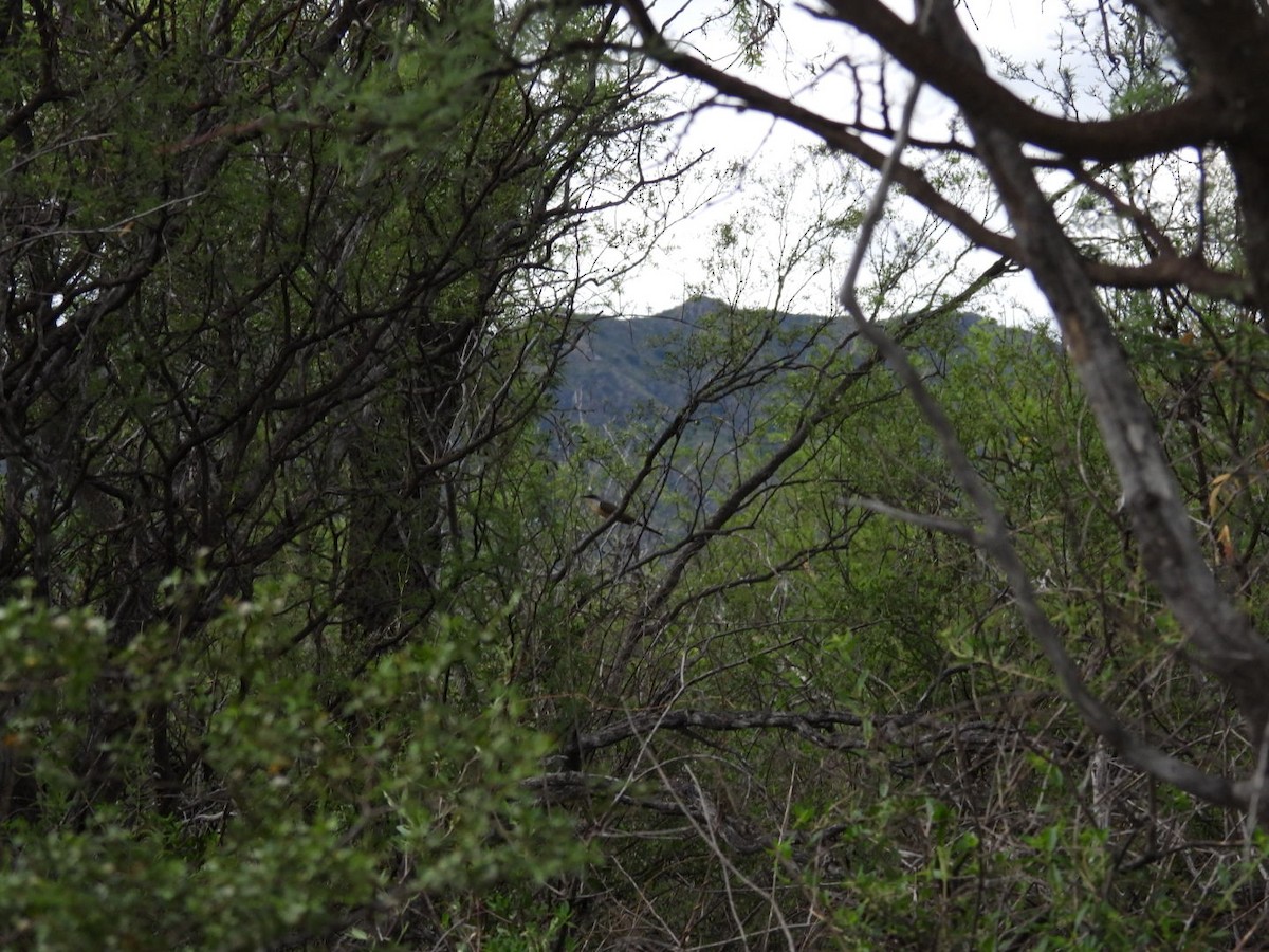 Dark-billed Cuckoo - ML647494283