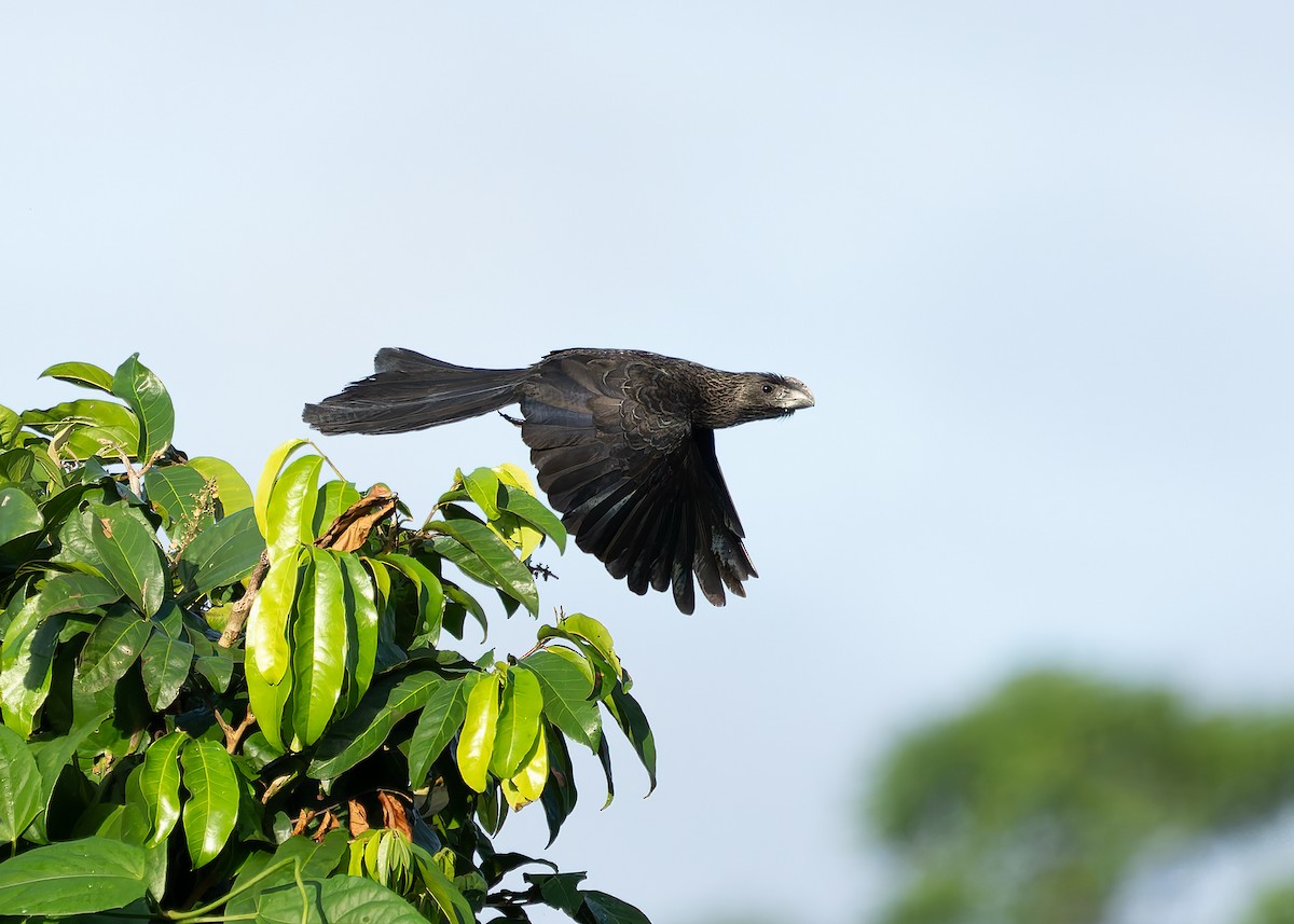 ani tlustozobá - ML647494287