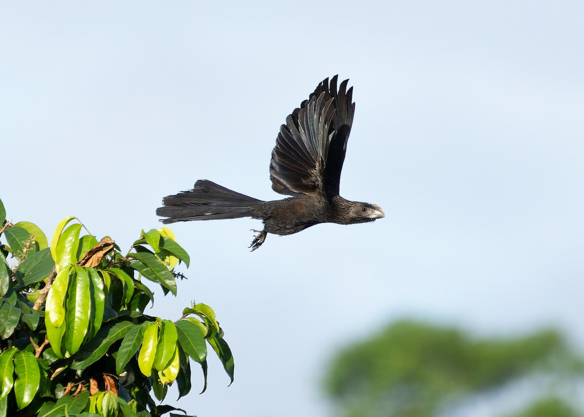 ani tlustozobá - ML647494288