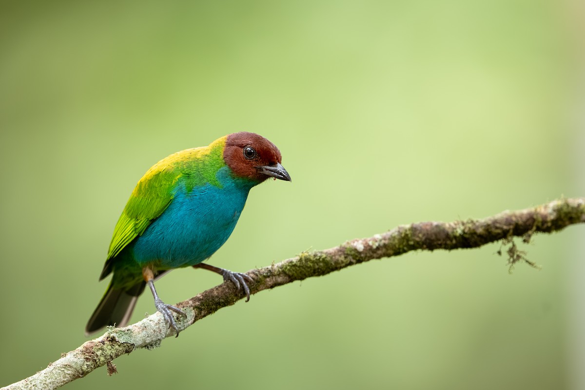 Tangara Cabecibaya - ML647494325