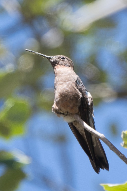 Giant Hummingbird - ML647494327