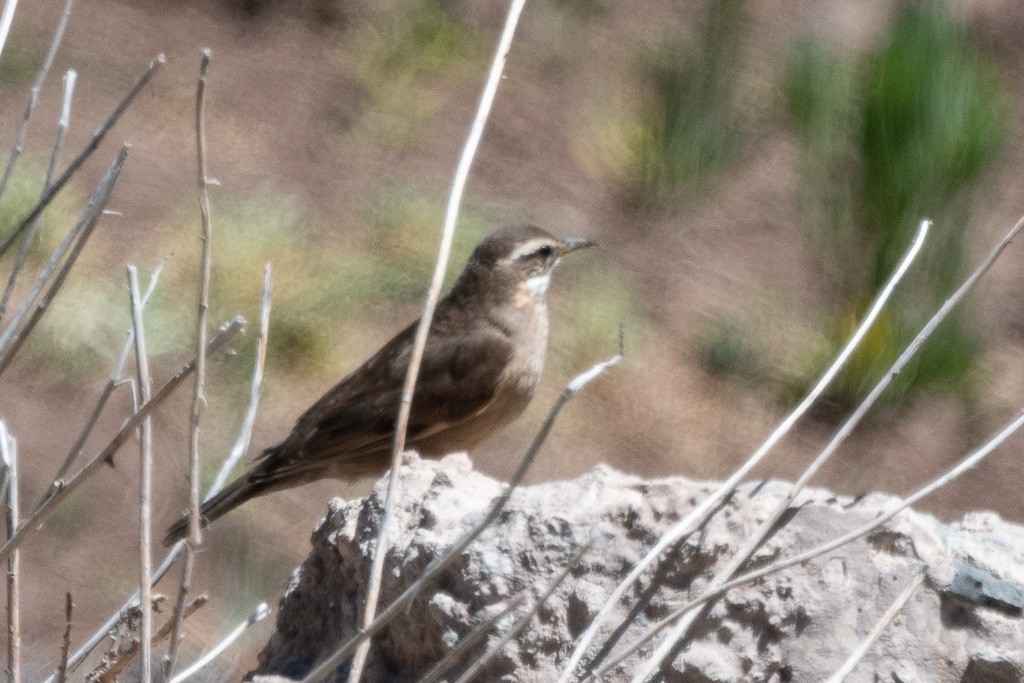 Remolinera Fusca - ML647494329