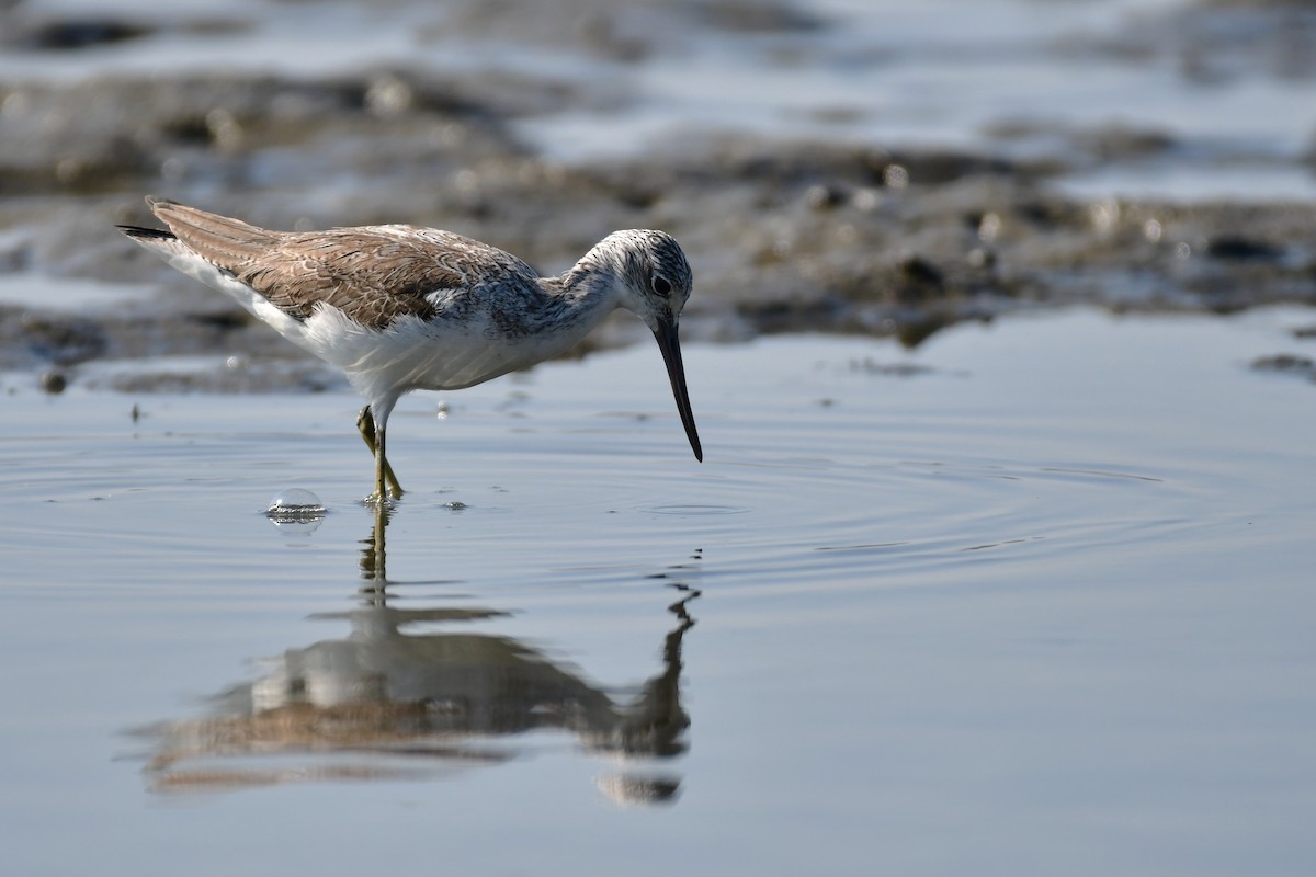 Archibebe Claro - ML647494330