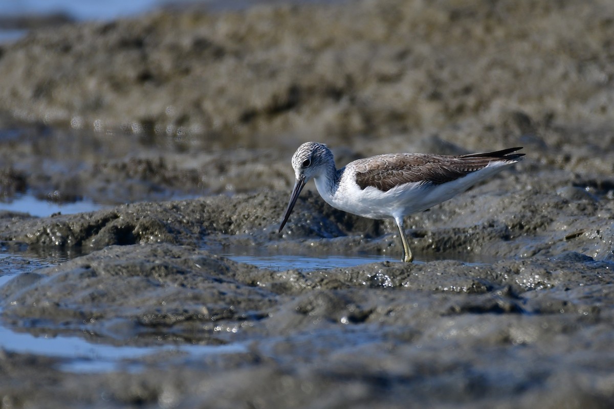 Archibebe Claro - ML647494331