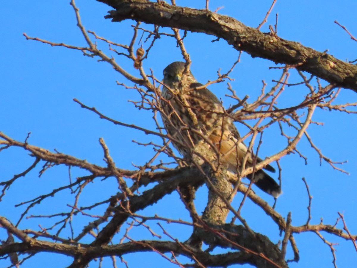 Esmerejón - ML647494332