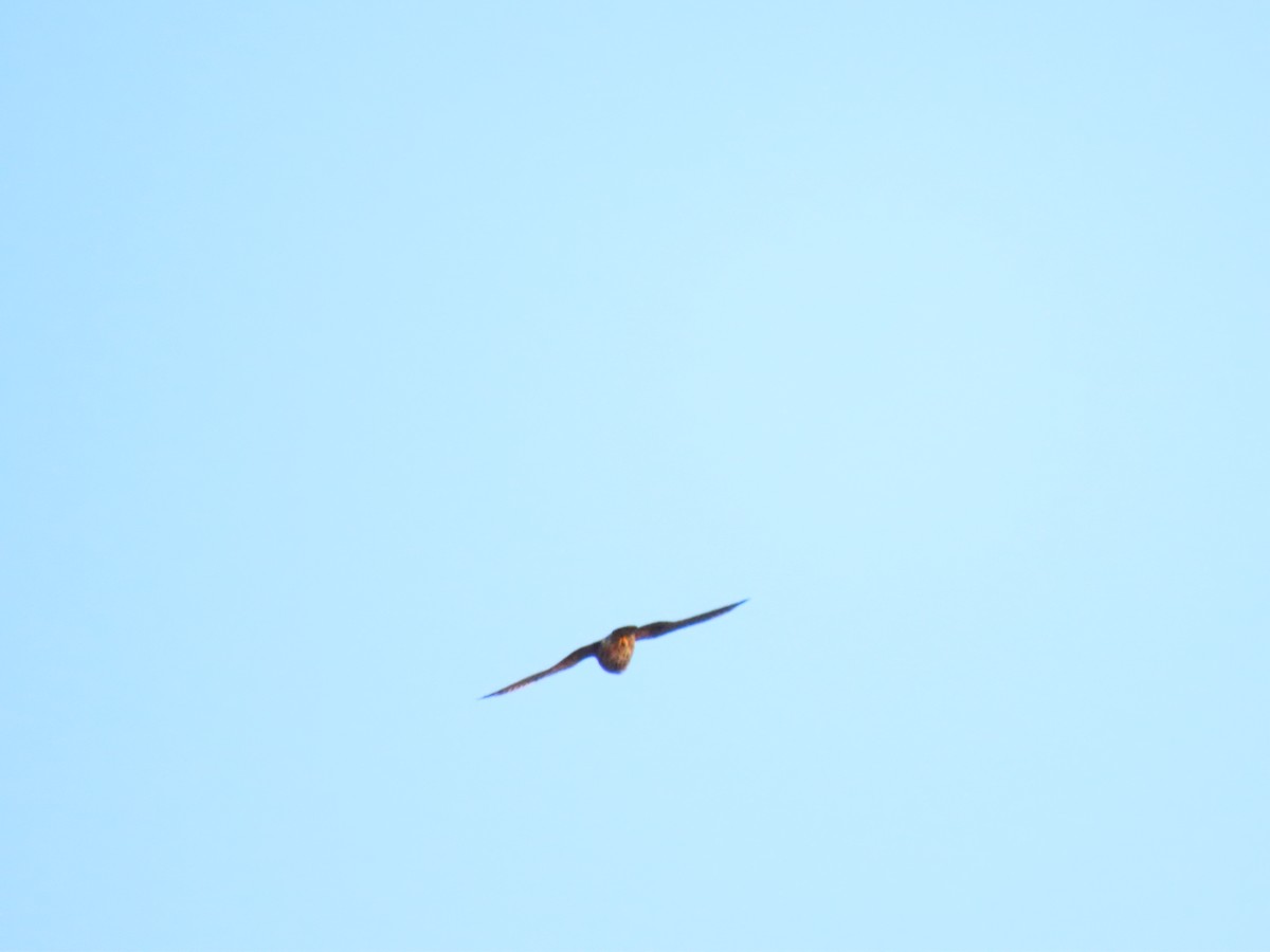 Esmerejón - ML647494333