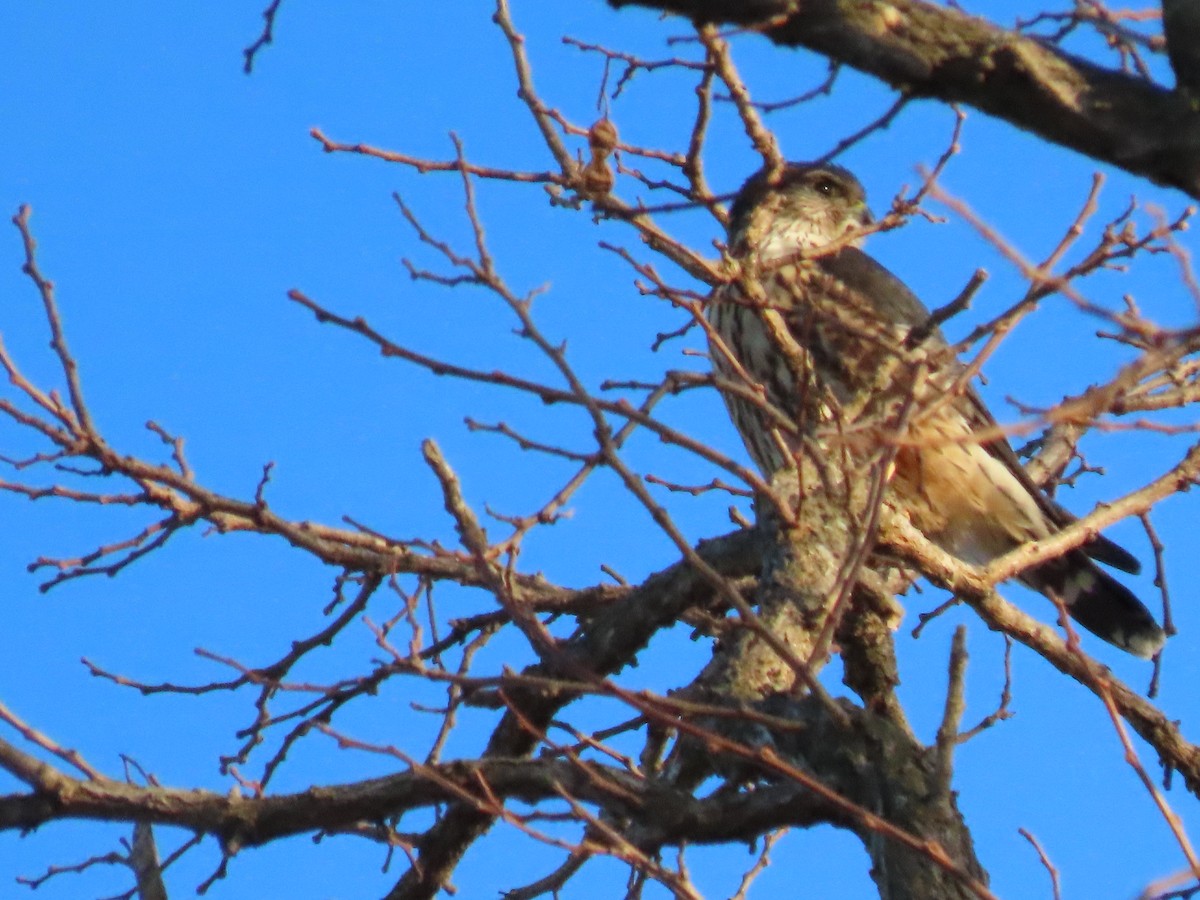 Esmerejón - ML647494334