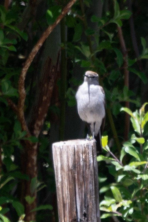 Dormilona Cejiblanca - ML647494335