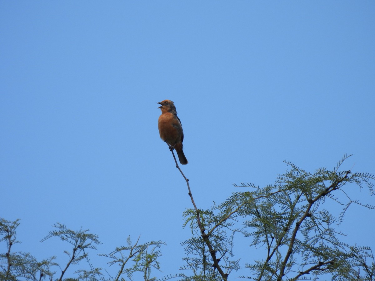Cortarramas Argentino - ML647494336