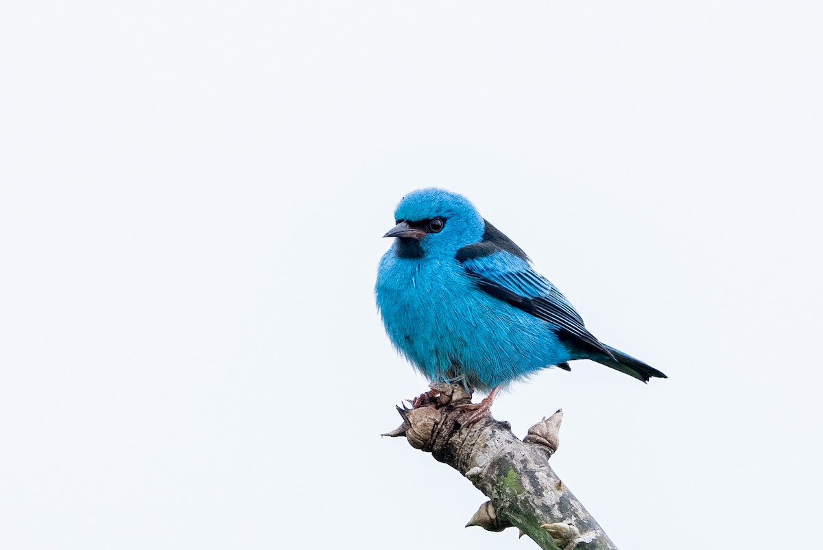 Dacnis Azul - ML647494337