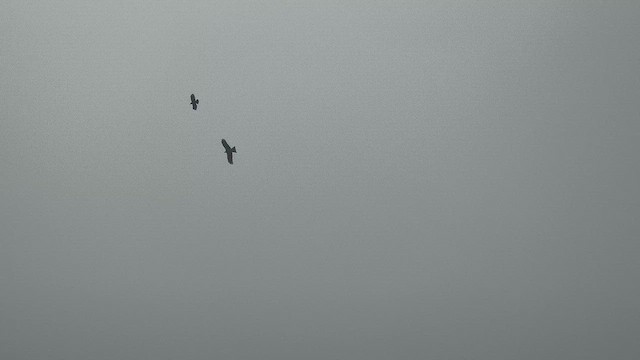 Black Kite - ML647494338