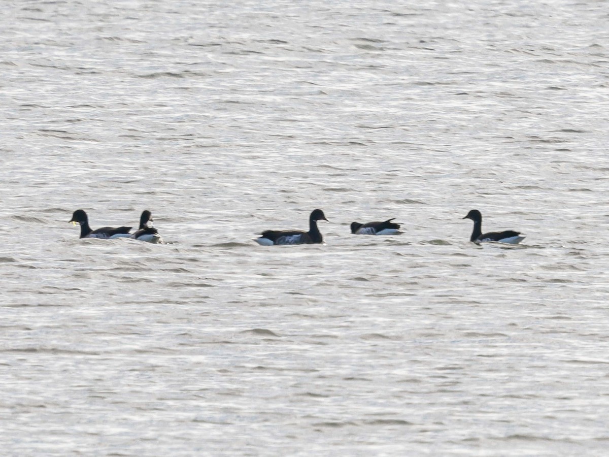 Barnacla Carinegra - ML647494340