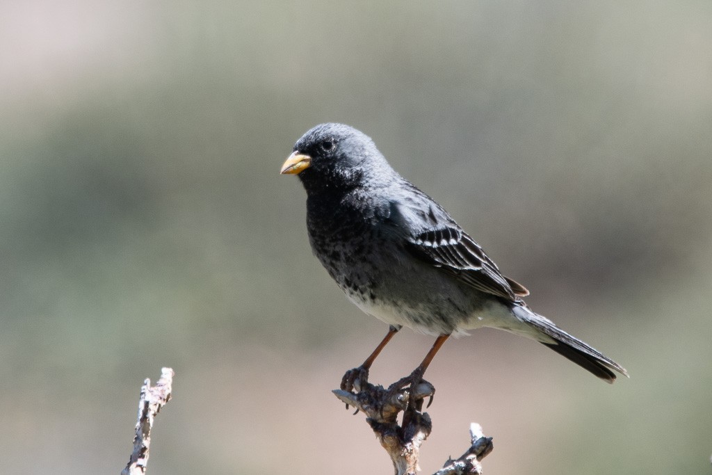 Yal Pechinegro (fruticeti/peruvianus) - ML647494345