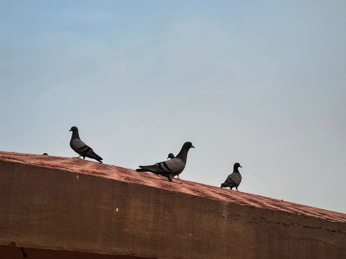 Paloma Bravía (variedad doméstica) - ML647494346