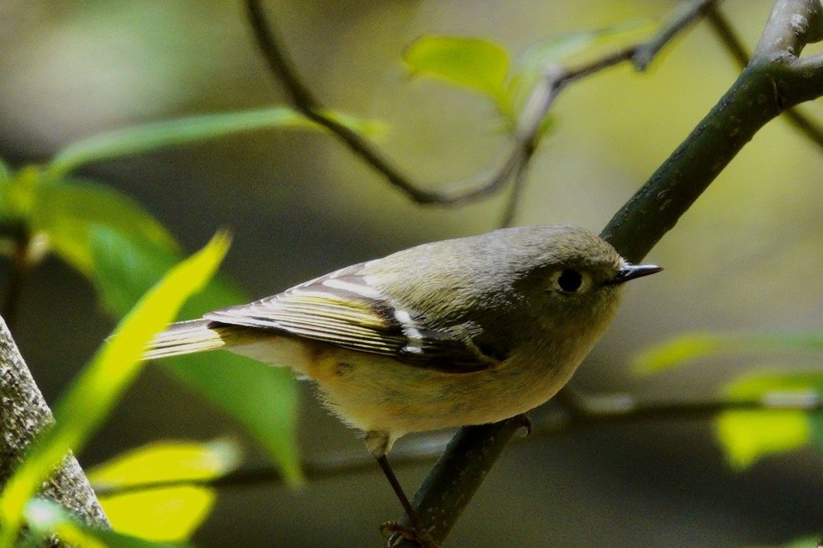 Reyezuelo Rubí - ML647494347