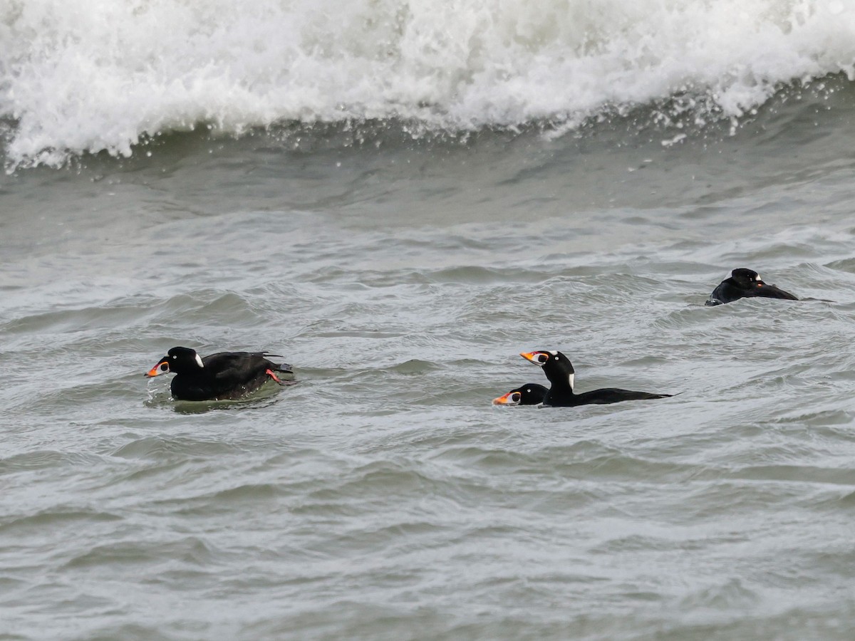 Negrón Careto - ML647494348