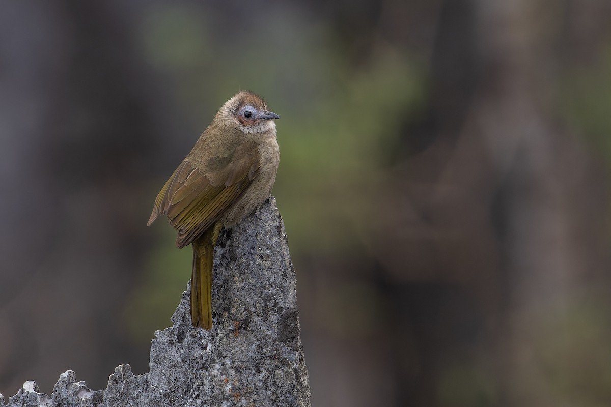 Bulbul Caripelado - ML647494349
