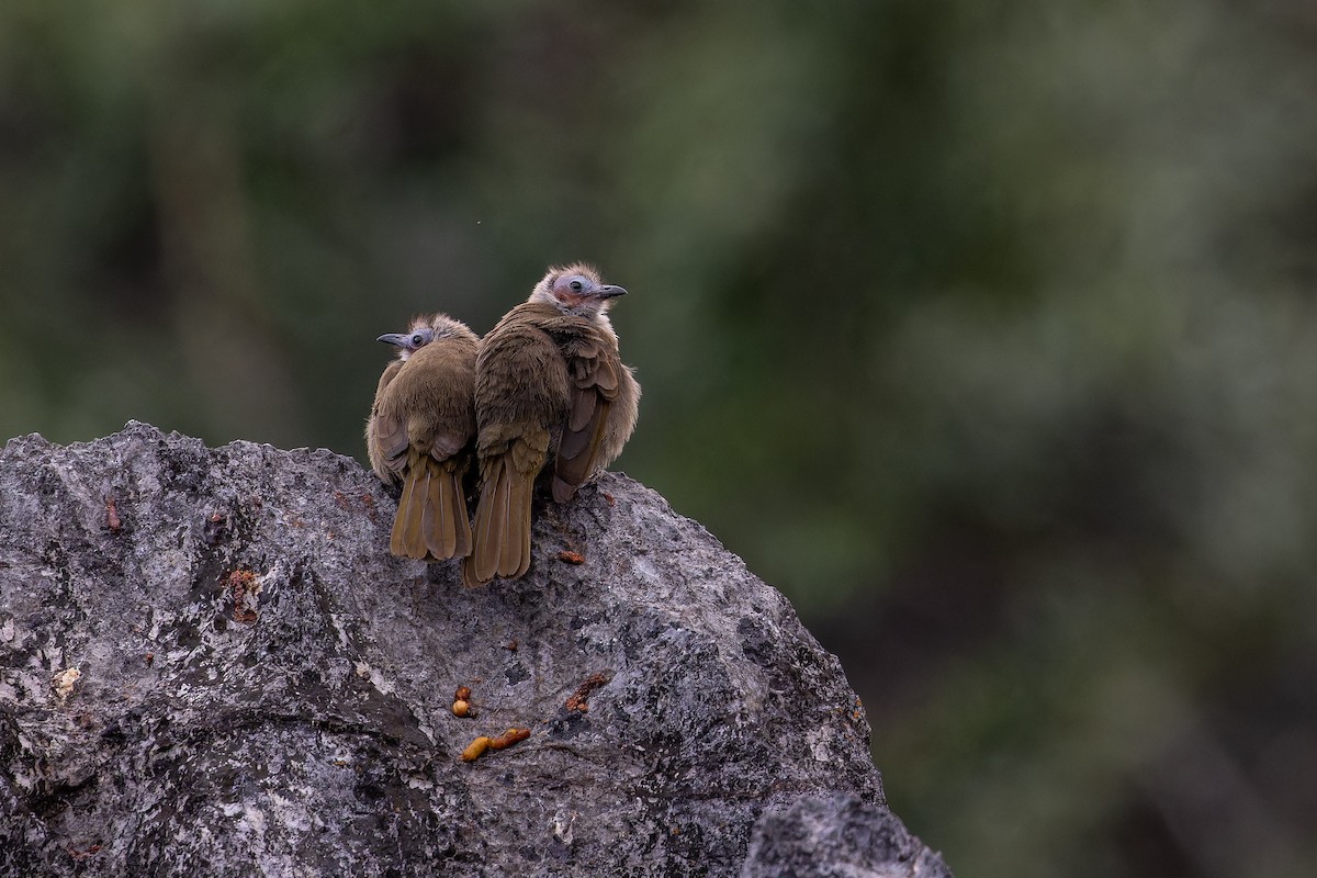 Bulbul Caripelado - ML647494350
