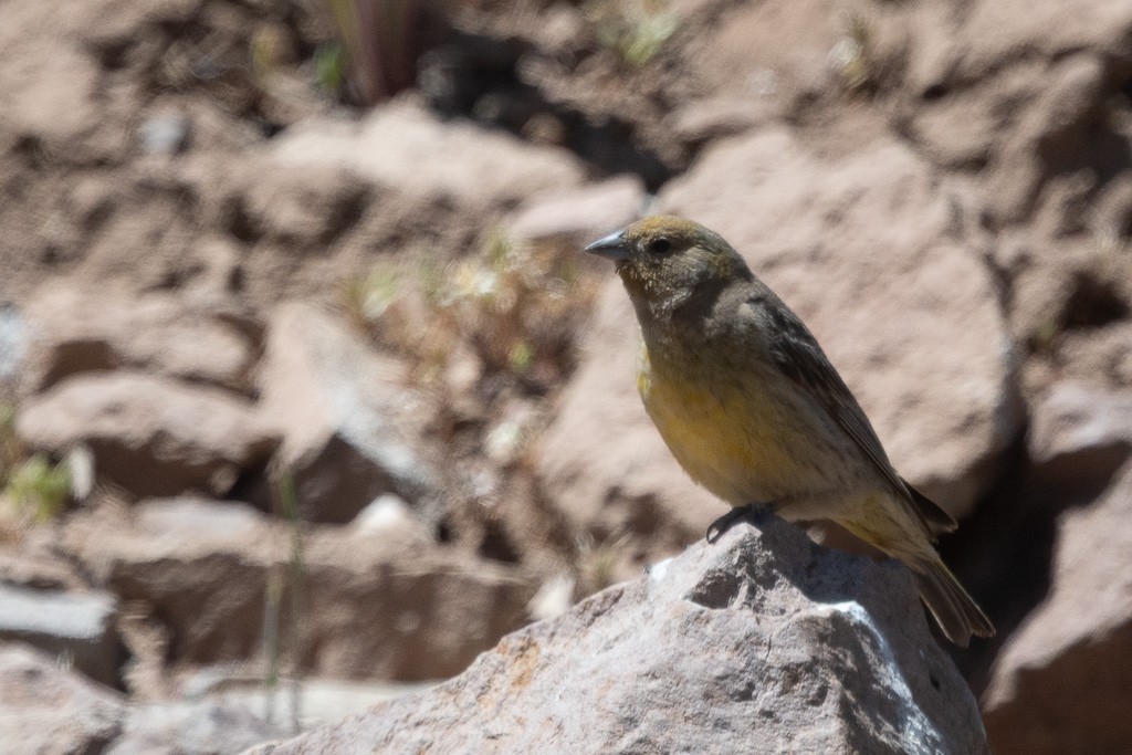 Chirigüe Grande - ML647494352