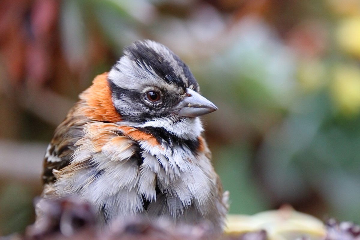 Chingolo Común - ML647494353