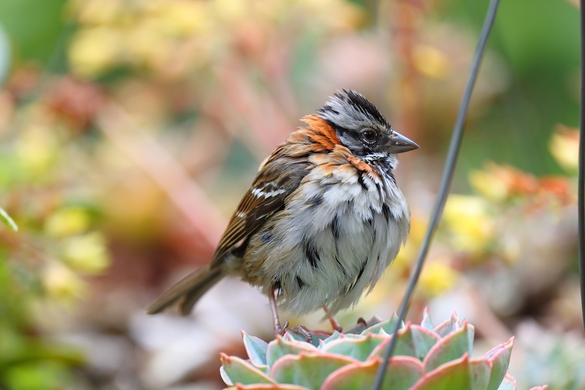 Chingolo Común - ML647494355